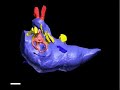 WitmerLab: Nigersaurus - Brain Endocast - Tumble WitmerLab: Nigersaurus - Brain Endocast - Tumble