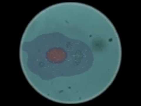 Microbiology Movie