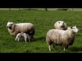 Click here to watch this video Wyldecrest Parks.VOB