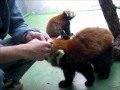 食パンとライラ