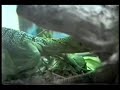 green-tree-monitor-varanus-prasinus.html