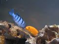 Cichlid Fight