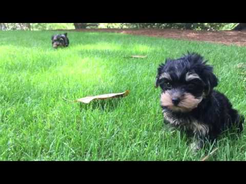 Cooper the Yorkshire Terrier loves to sit in the grass and look around
