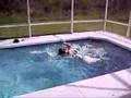 Dogo Argentino video