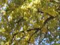 Lied unter Linde