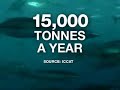 More Demand For Sushi Is Affecting Mediterranean Tuna Stocks More Demand For Sushi Is Affecting Mediterranean Tuna Stocks