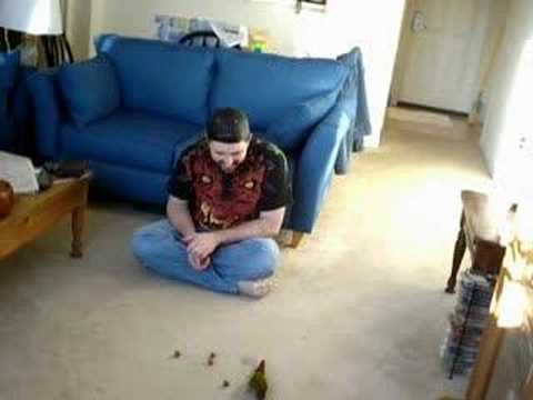 Harley and his macadamia nuts