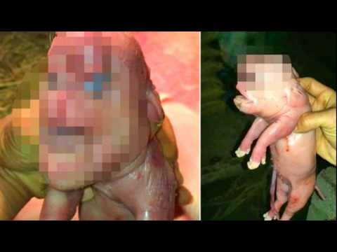 how to plant pig face