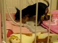 Chibi-One Chewing 2