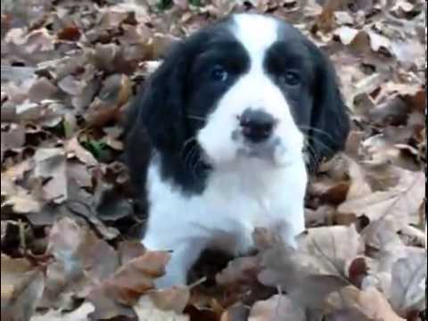 AKC Maggie's Boy 1