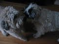 The joy of fostering a dog (by Eldad and Audrey Hagar)