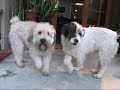 The joy of fostering a dog (by Eldad and Audrey Hagar)