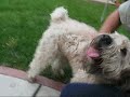 The joy of fostering a dog (by Eldad and Audrey Hagar)