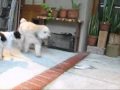 The joy of fostering a dog (by Eldad and Audrey Hagar)
