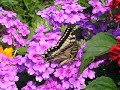 Pa? królowej Papilio machaon Pa? królowej Papilio machaon