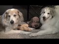 Click here to watch this video Murkin and Shasta