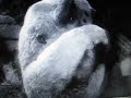 Son of Kong fights Giant Bear Son of Kong fights Giant Bear