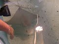 Sting Ray touch pool @ The Mystic Aquarium with Mike and Sera