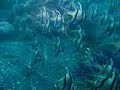 Banggai Cardinalfish