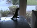 Mannefreddes marscherande Mannefreddes marscherande