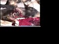 It's not a fight -- it's a systematice torture killing that pits a gang of armed thugs against a lone, frightened, wounded animal.This video exposes the shame of bullfighting, and the cowardice of those involved.Learn more at BullfightBloodbath.com