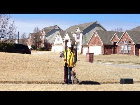 how to train blue nose pitbull