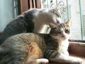 my cats & the Ozric Tentacles my cats & the Ozric Tentacles