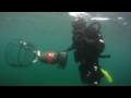Pacific Nearshore Project: Catching Sea Otters in the Wild