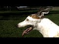 Greyhounds at the Resort