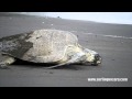 A Tortuga's Journey, Turtle Ostional Costa Rica
