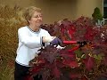 Sister Maria Trims the Hydrangea