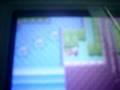 how to catch the only sudowudo in pokemon emerald