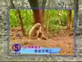 Funny Monkey