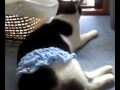 Click here to watch this video 何を巻かれてんの(≧n≦)