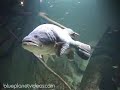 (Almost) Underwater