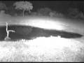 videos de Leopard??? Nkorho