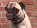 Roller Chester 5: Pugs, Mugs, Volcano