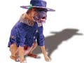 10 Pix of cute dogs in halloween costumes