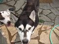 Mojito Keko (\"Mojo\"), The Malamute Puppy