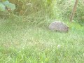 A hedgehog eating fish and another waiting for it�s turn