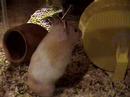 My Hamster