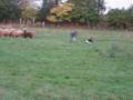 Riley Plays with Sheep!