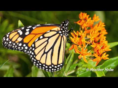how to plant heather