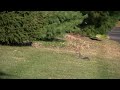 Squirell Squirell