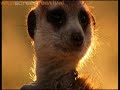 Meerkat Manor: Journey\