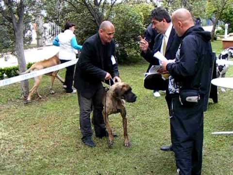 dogue allemand