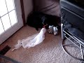 My Dog Stitch in the TRASH!