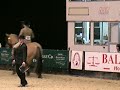 HOYS 2008 - highlands/fells/dales HOYS 2008 - highlands/fells/dales