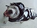 HALLOWEEN Costume Party Fun Run - PitBull Sharky & Bully