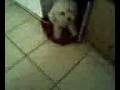 Rabies Dogg